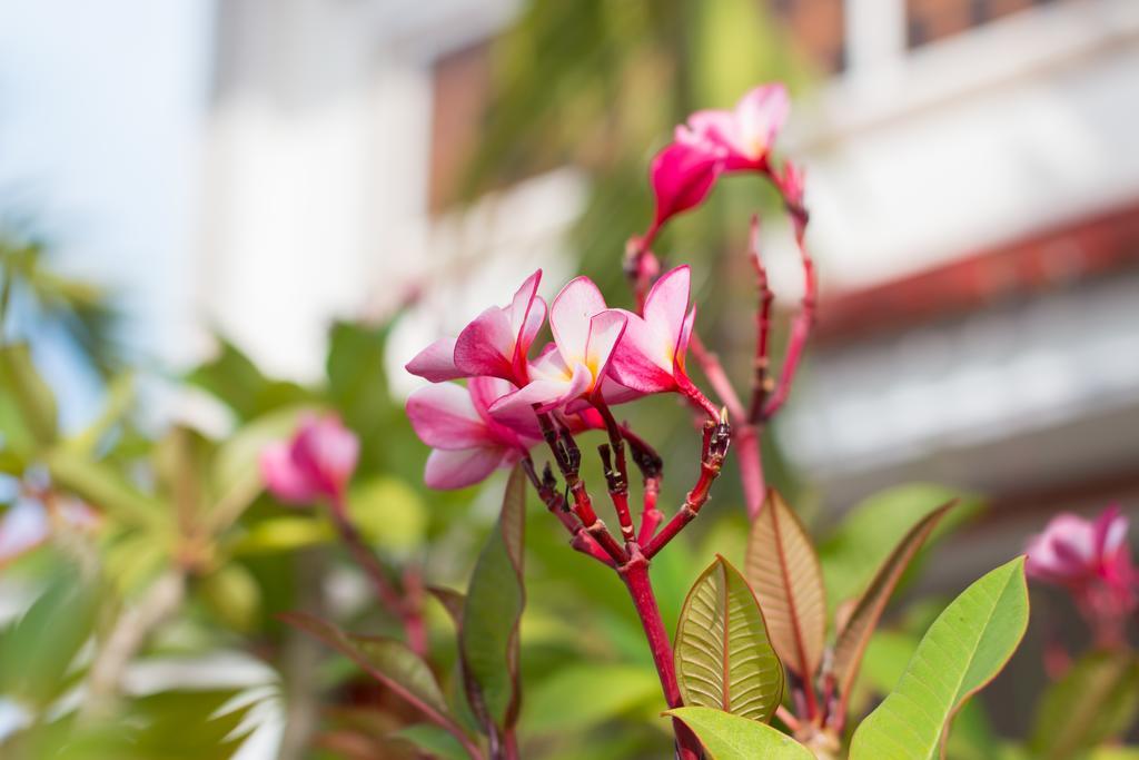 Overflow Guesthouse Siem Reap Exterior foto